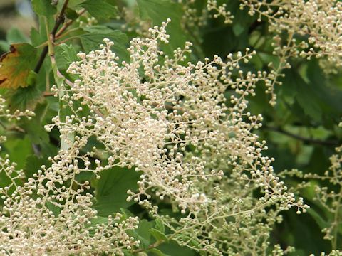 Holodiscus discolor