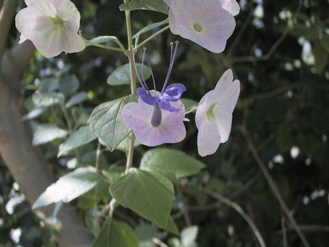 Holmskioldia tettensis