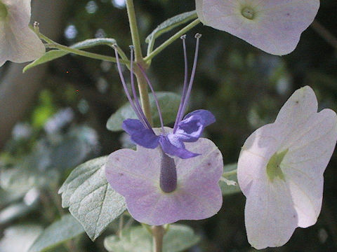 Holmskioldia tettensis