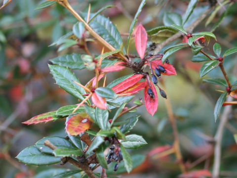 Berberis hookeri