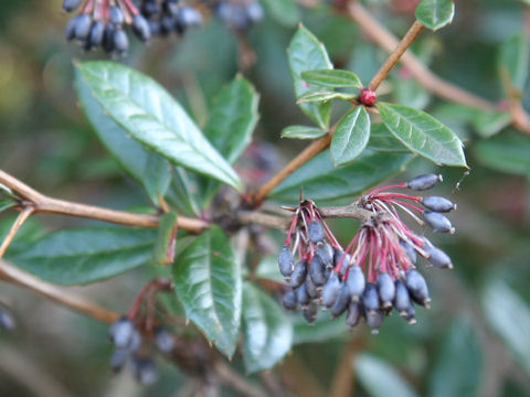 Berberis hookeri