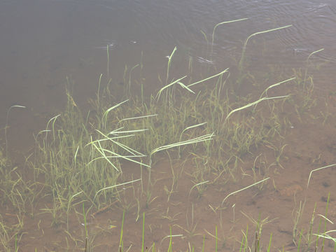 Sparganium angustifolium