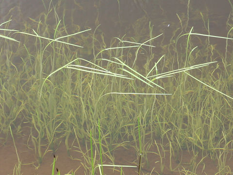 Sparganium angustifolium