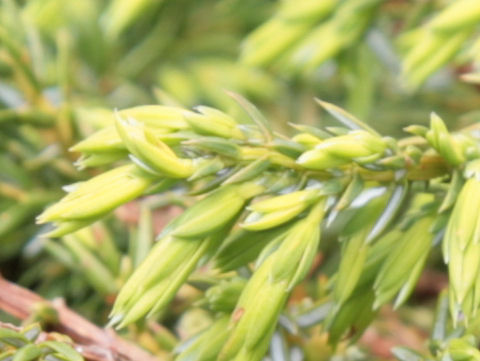 Juniperus communis var. hondoensis