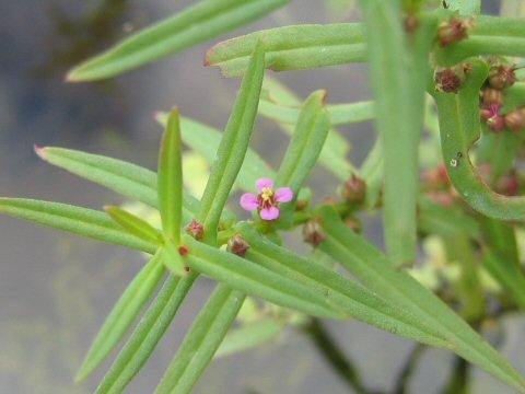 Ammannia coccinea