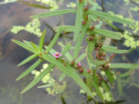 Ammannia coccinea