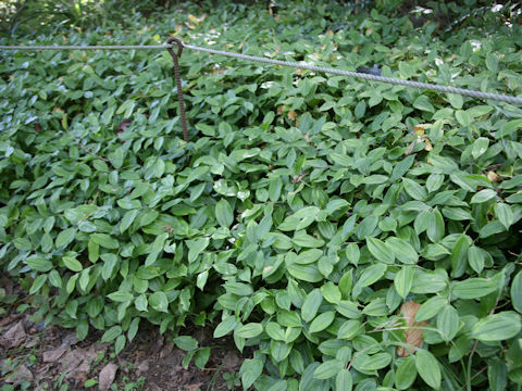 Disporopsis pernyi
