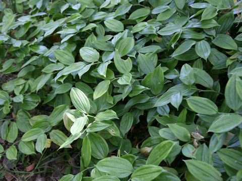 Disporopsis pernyi