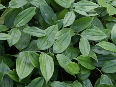 Disporopsis pernyi