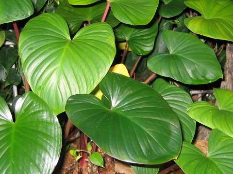 Homalomena rubescens