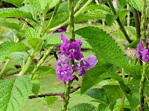 Stachytarpheta jamaicensis