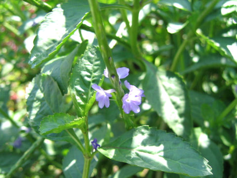 Stachytarpheta jamaicensis