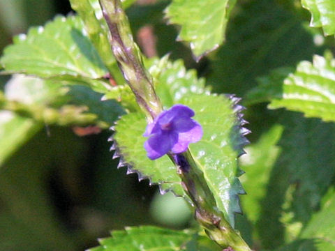 Stachytarpheta jamaicensis