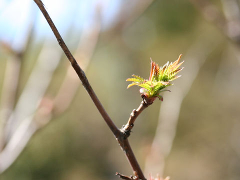 Sorbaria sorbifolia