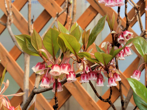 Enkianthus quinqueflorus