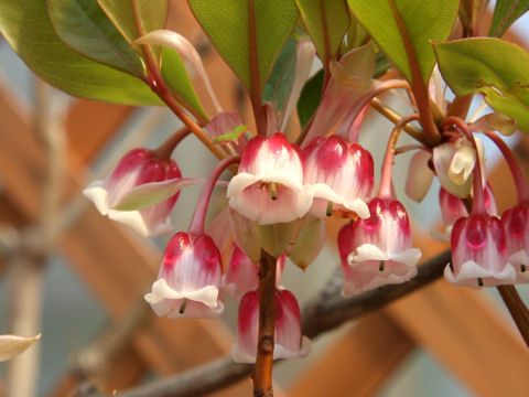 Enkianthus quinqueflorus