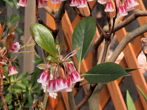 Enkianthus quinqueflorus