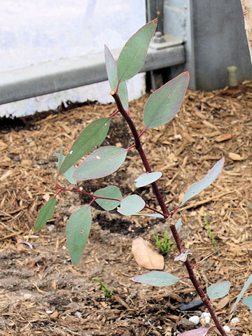 Eucalyptus melliodora