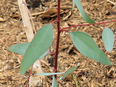 Eucalyptus melliodora