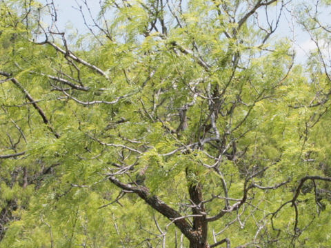 Prosopis glandulosa