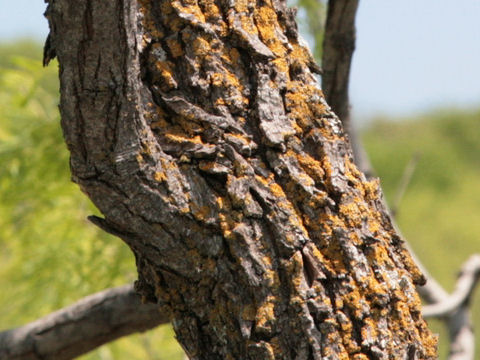 Prosopis glandulosa