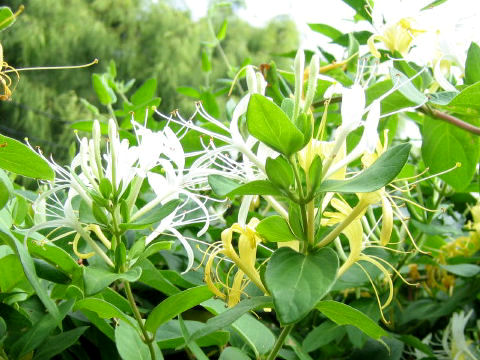 Lonicera periclymenum