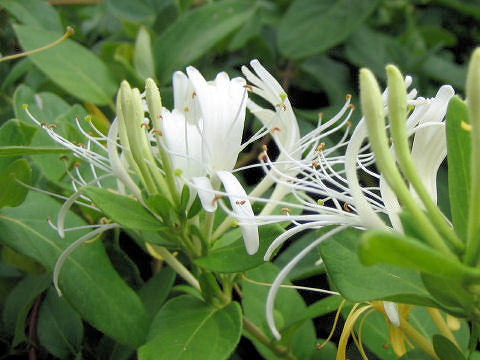 Lonicera periclymenum