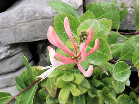 Lonicera periclymenum