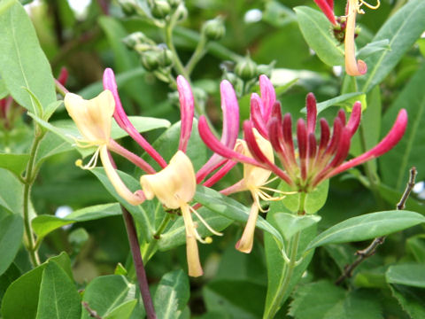 Lonicera periclymenum