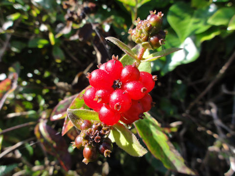 Lonicera periclymenum