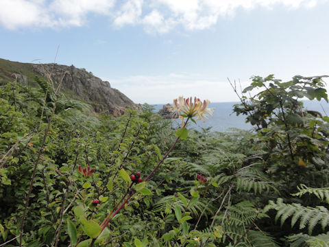 Lonicera periclymenum