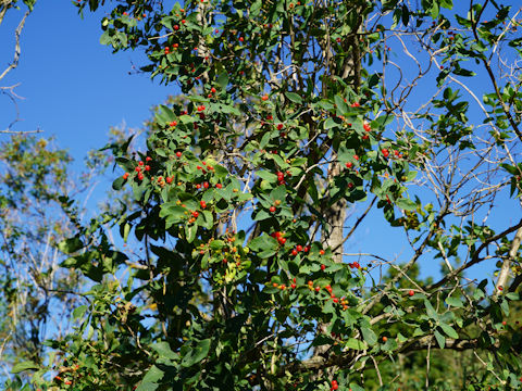 Lonicera periclymenum