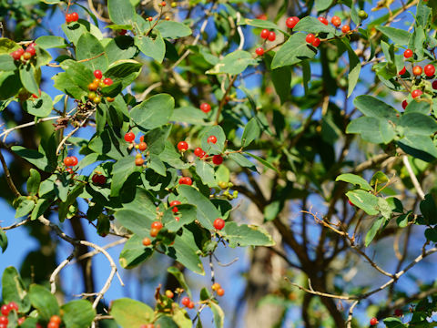 Lonicera periclymenum