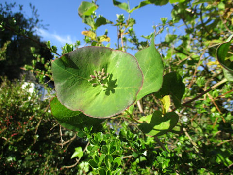 Lonicera periclymenum