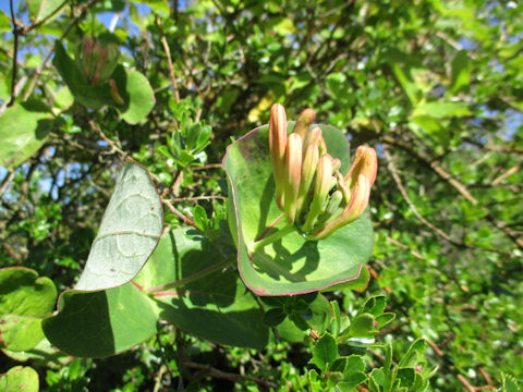 Lonicera periclymenum