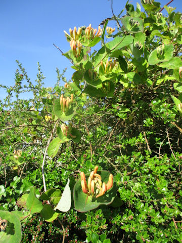 Lonicera periclymenum