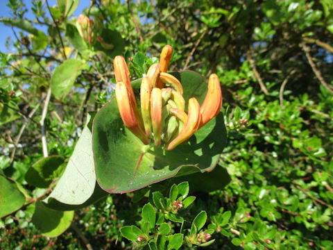 Lonicera periclymenum