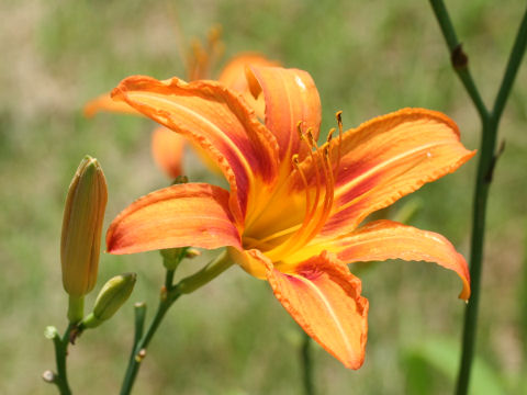 Hemerocallis fulva var. fulva