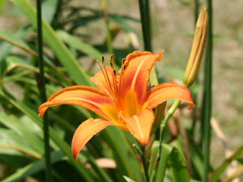 Hemerocallis fulva var. fulva