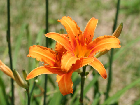 Hemerocallis fulva var. fulva