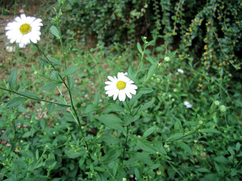 Aster sohayakiensis