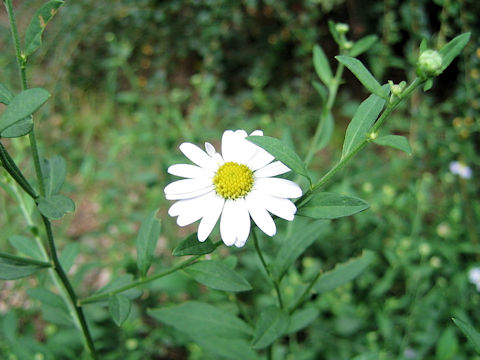 Aster sohayakiensis