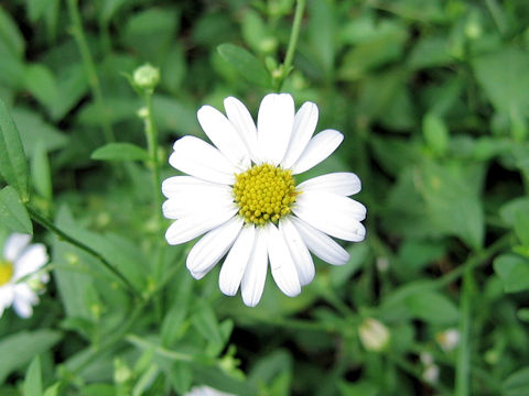 Aster sohayakiensis