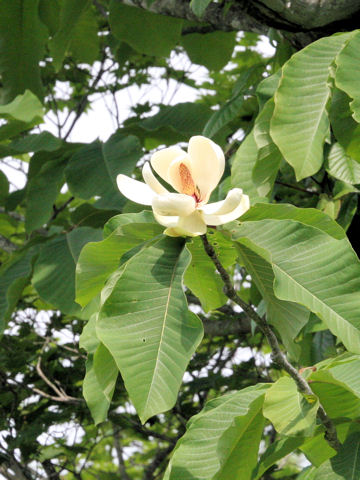 Magnolia obovata