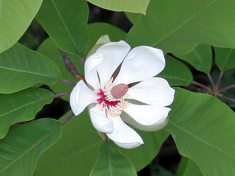 Magnolia obovata