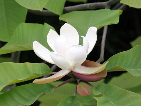 Magnolia obovata