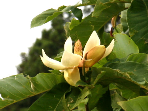 Magnolia obovata