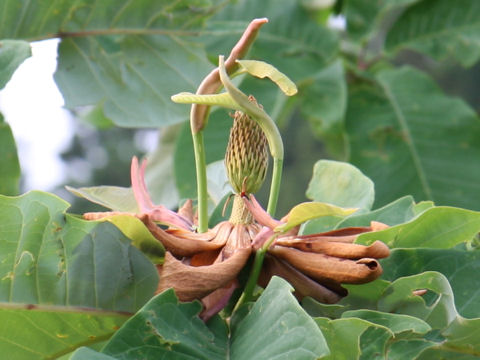 Magnolia obovata