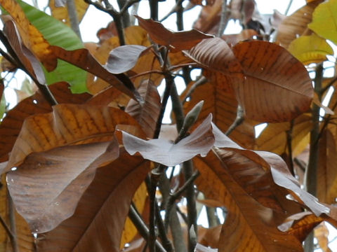 Magnolia obovata