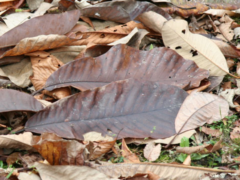 Magnolia obovata